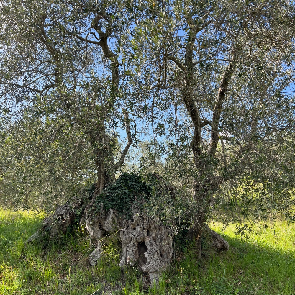 Natural resilience: an ancient olive tree, hundreds of years old